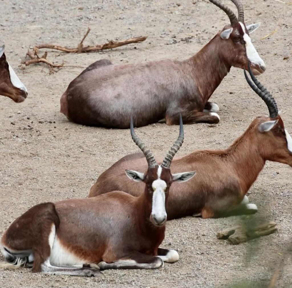 Kolmarden Safari park