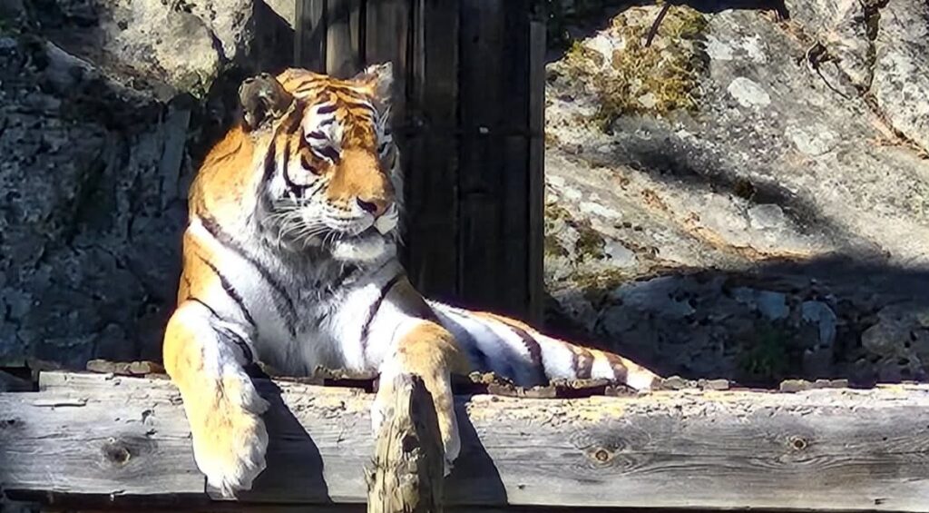 Kolmarden Safari park