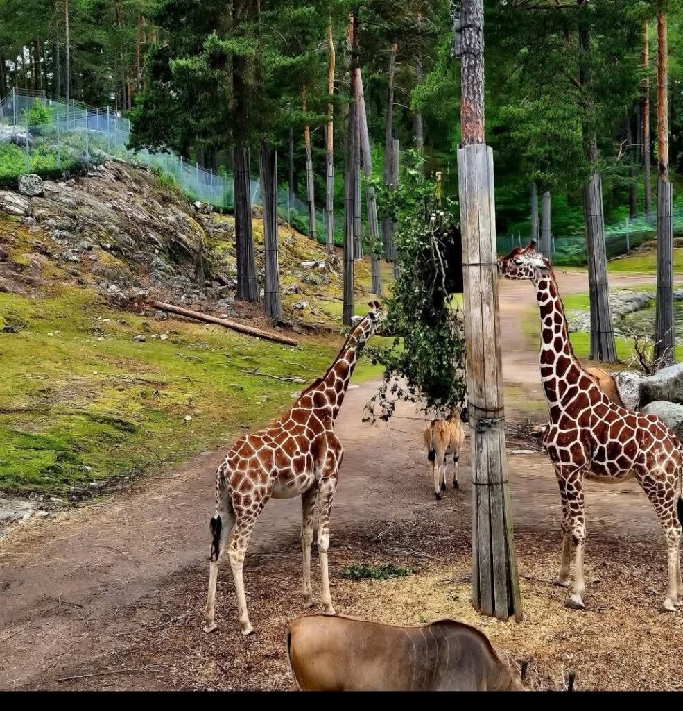 Kolmarden Safari park