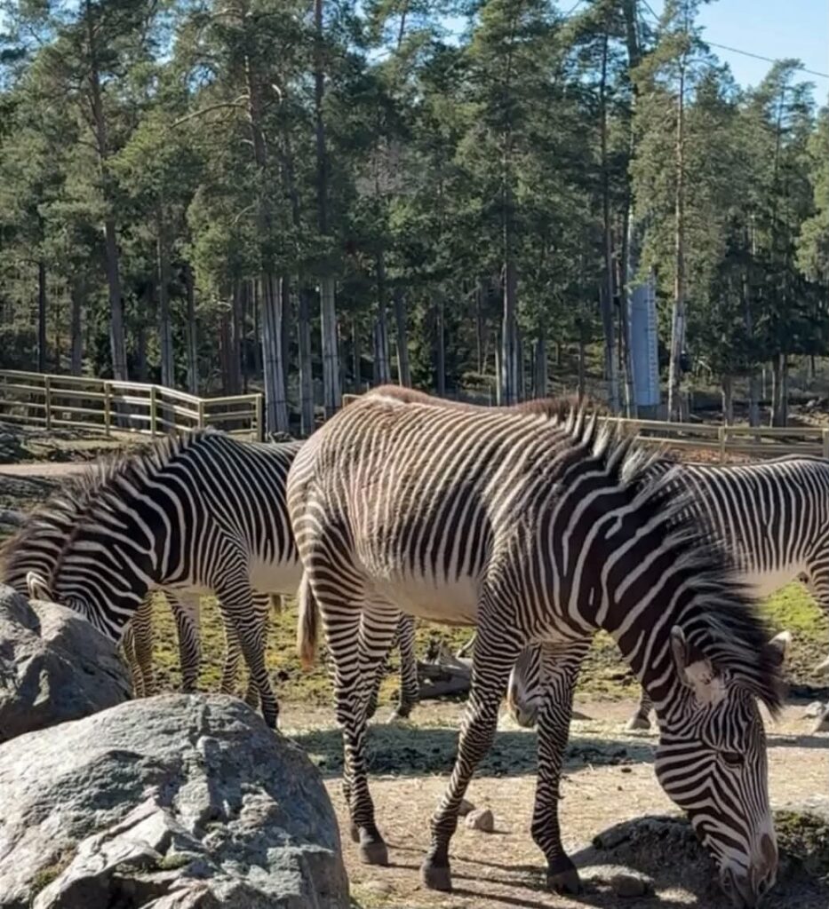 Kolmarden Safari park