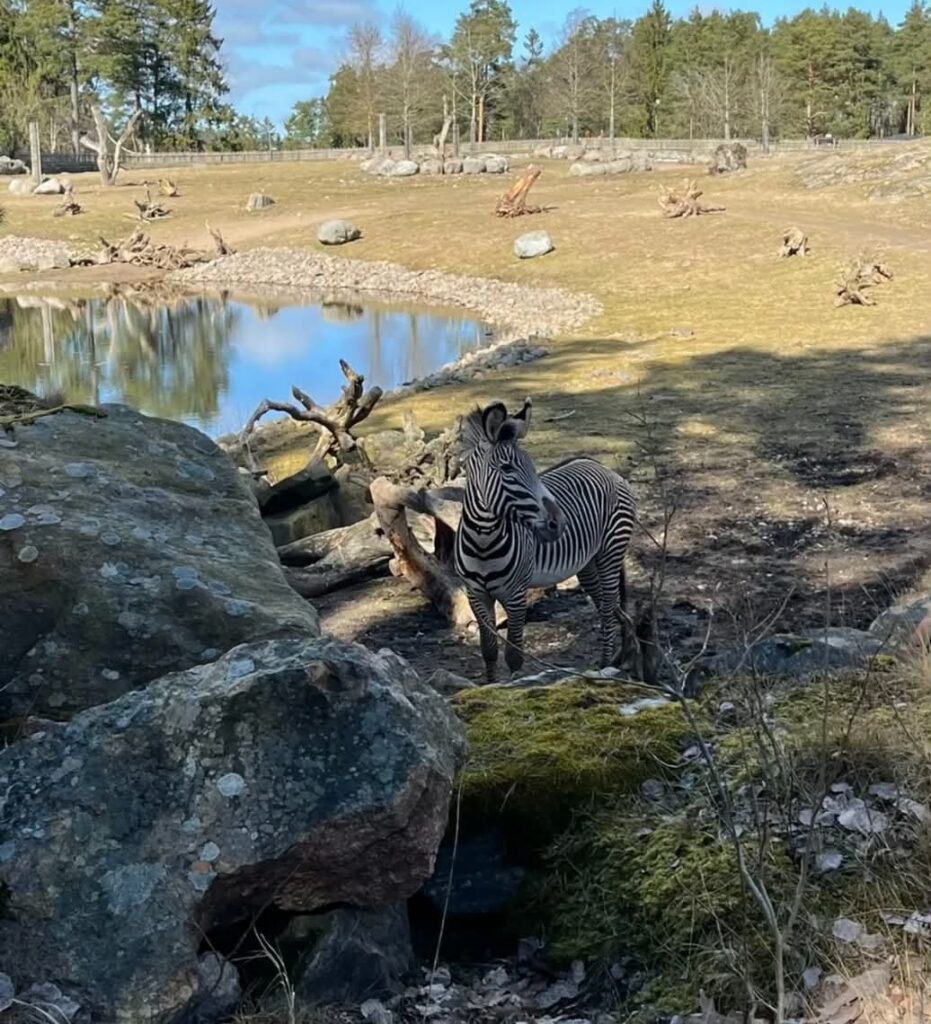 Kolmarden Safari park