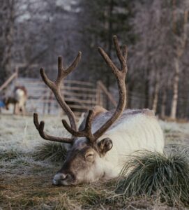 Finland - Lapland