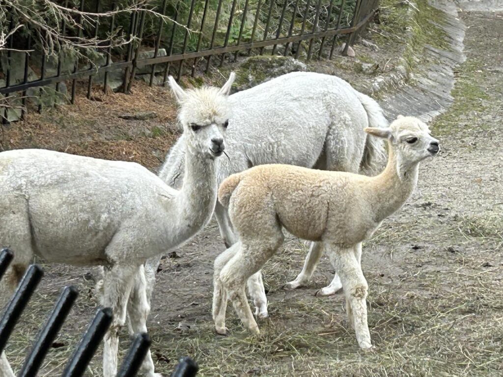 Latvia - Riga - Zoo
