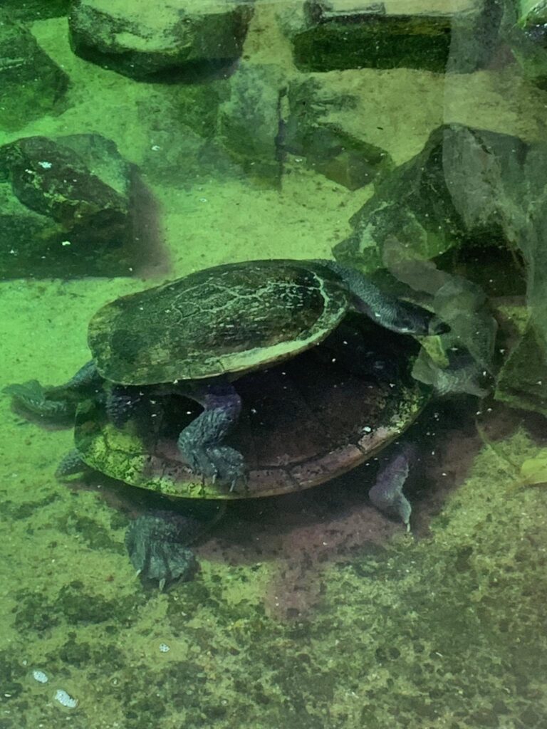 Latvia - Riga - Zoo