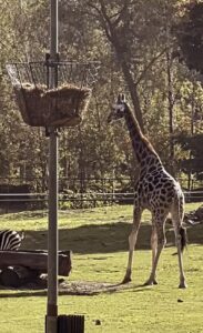 Poland - Zoo