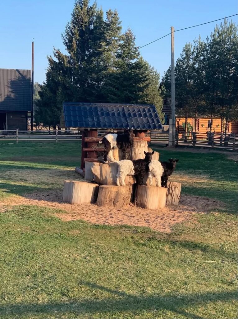 Latvia - Raksi zoo