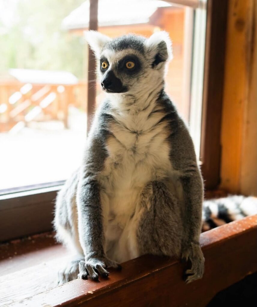 Latvia - Raksi zoo