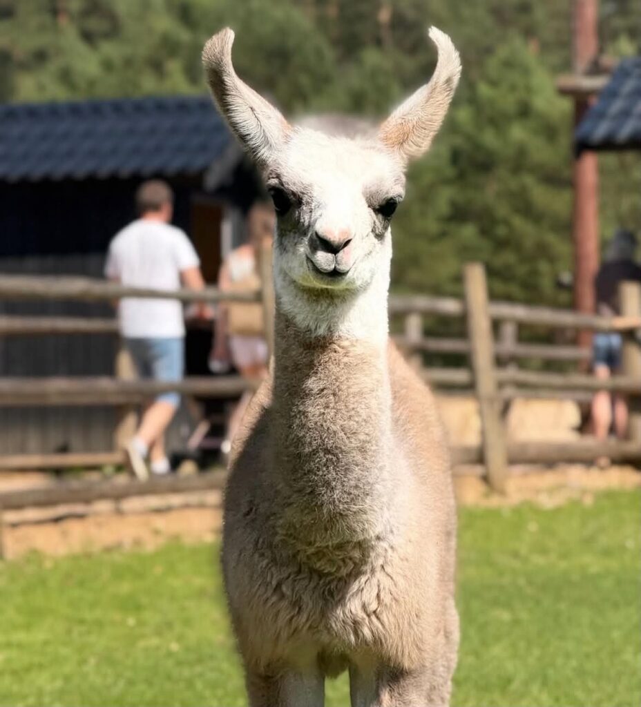 Latvia - Raksi zoo