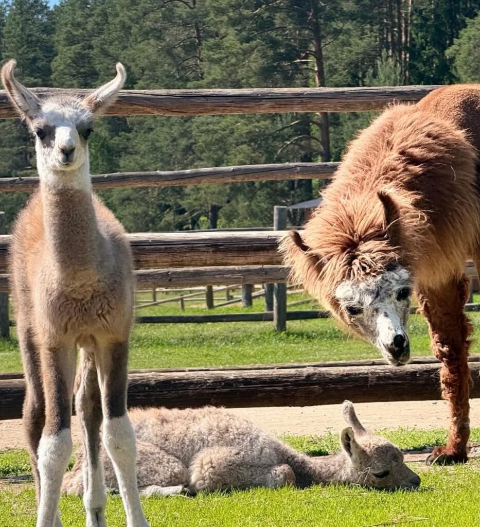Latvia - Raksi zoo