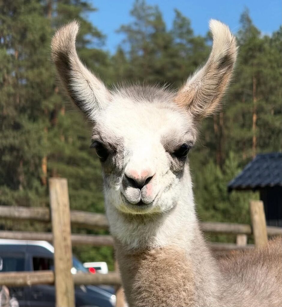 Latvia - Raksi zoo