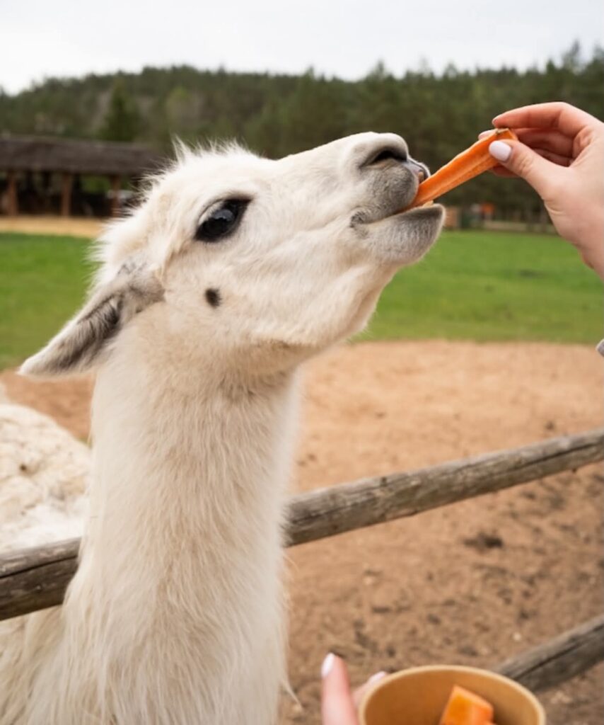Latvia - Raksi zoo
