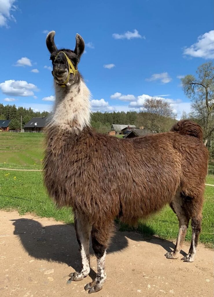 Latvia - Raksi zoo