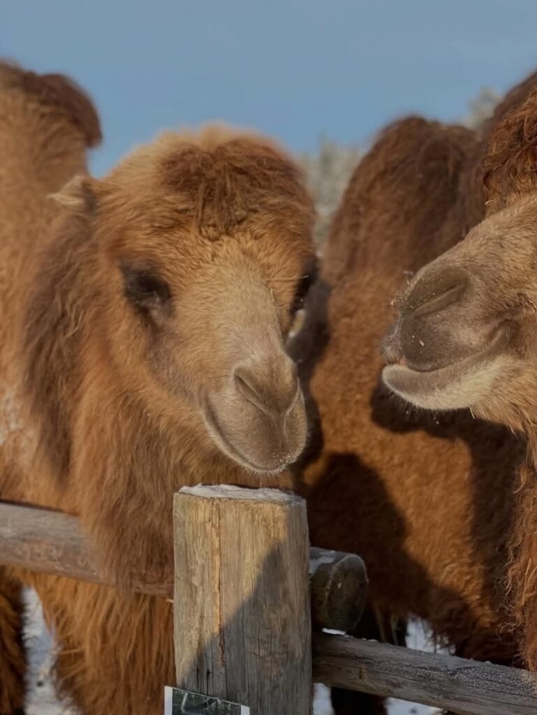 Latvia - Raksi zoo